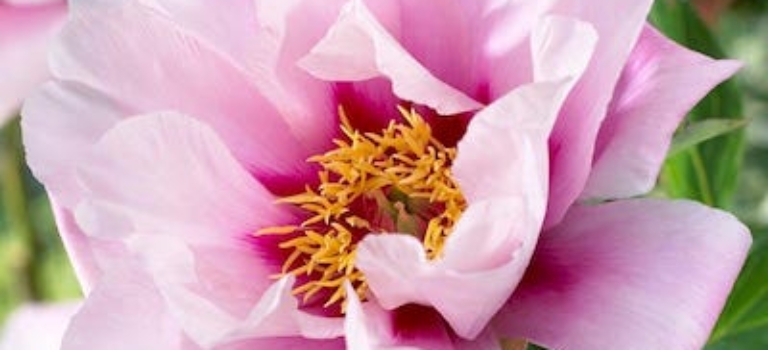 Paeonia Itoh-cora-louise_001