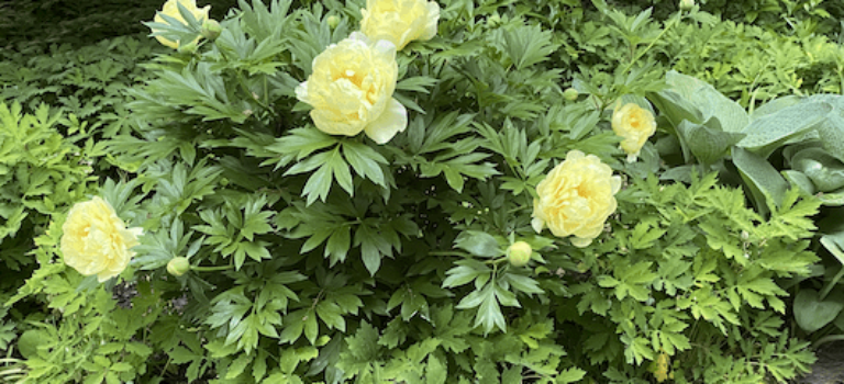 Paeonia-itoh-bartzella_2