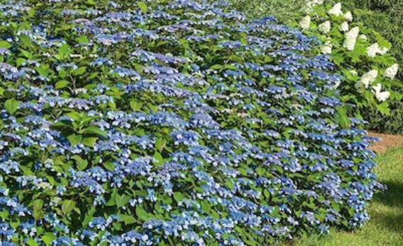 Hyd ser Blue Billow_10305