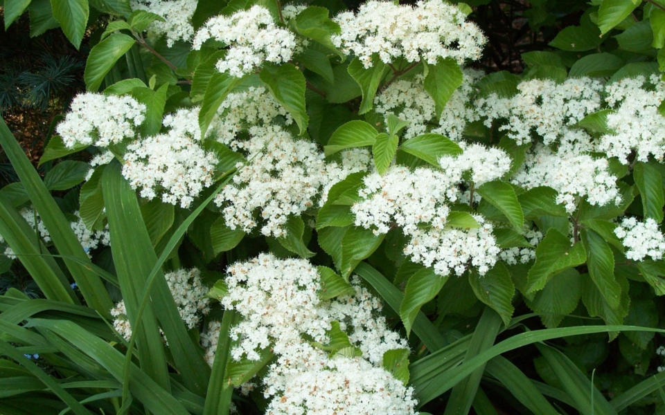 Vib dilatatum_3524