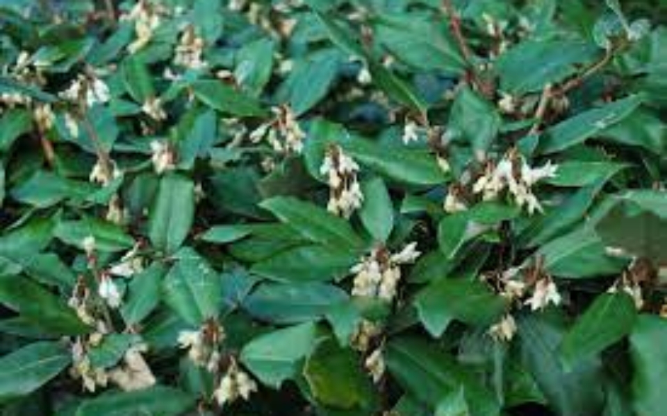 Elaeagnus x Ebbingei_002
