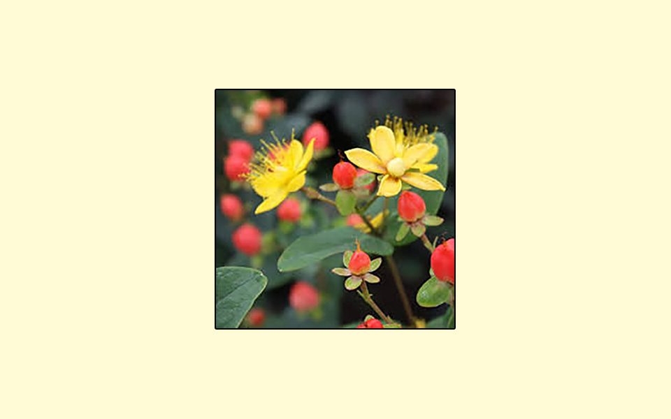 Hypericum x inodorum-3