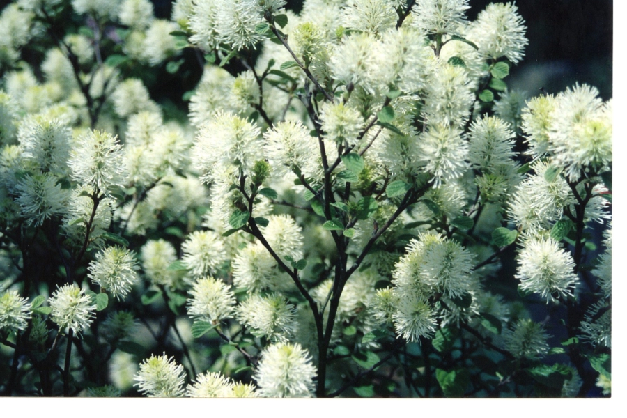 Fothergilla g., flower-2