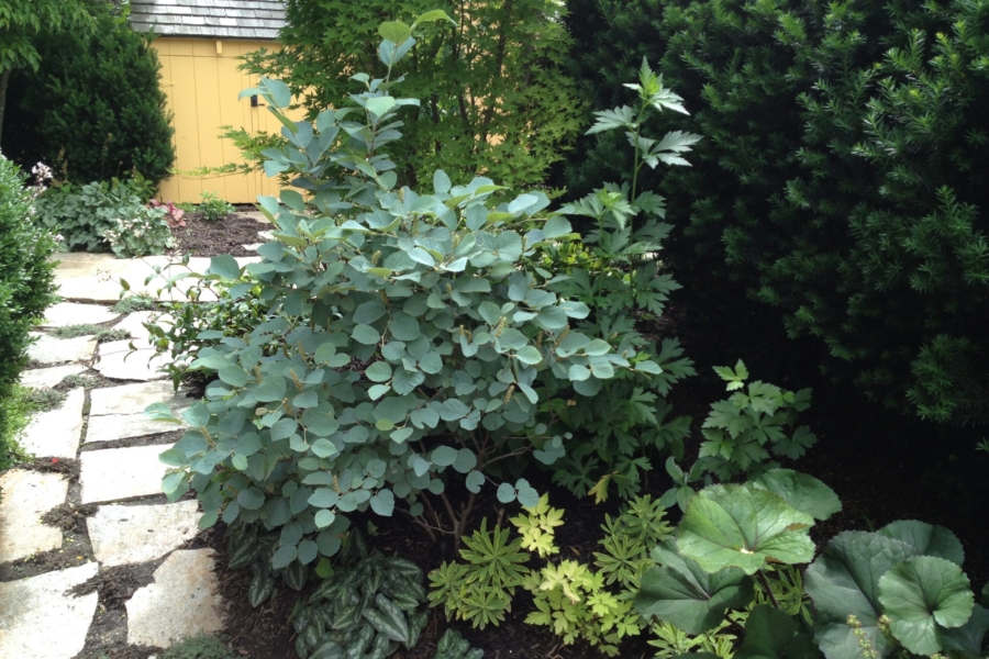 Fothergilla m. Blue Shadow_2160