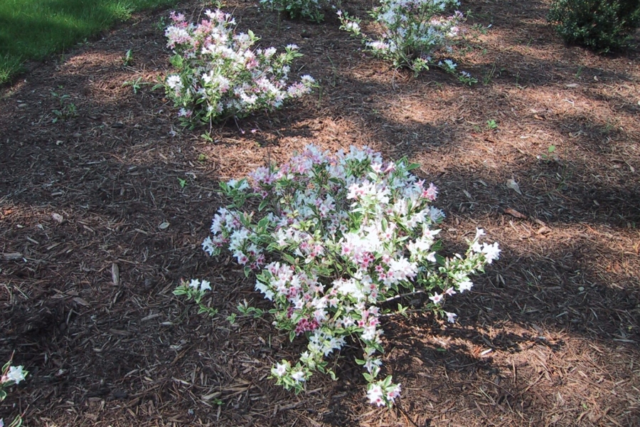 Weigela flor Variegata_2734
