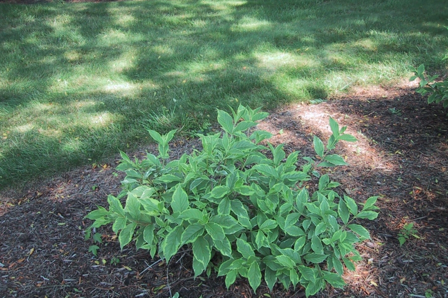 Weigela flor. Aureovariegata_3825