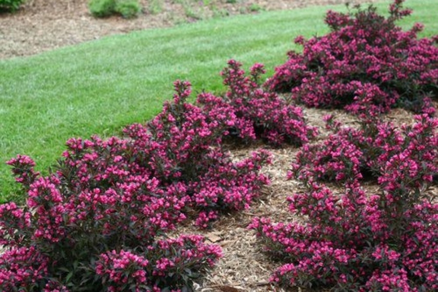 weigela_spilled_wine_img_0484