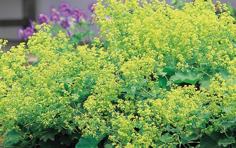 Alchemilla mollis_11714