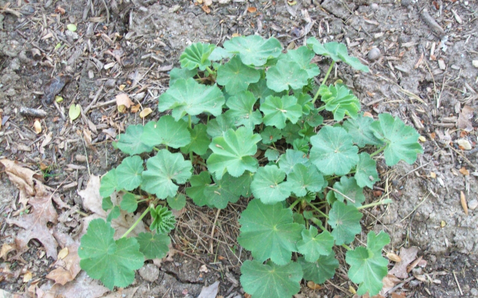 Alchemilla mollis_3220