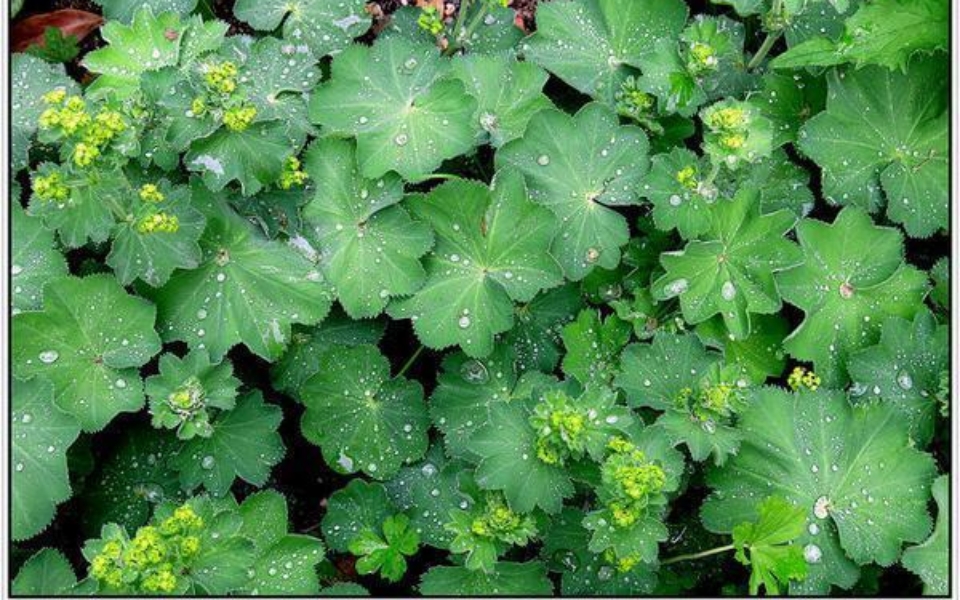Alchemilla mollis_5623