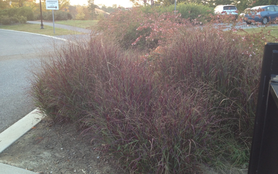Panicum Shenandoah_1259