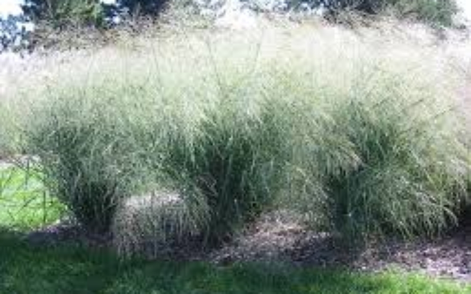 Panicum vir Cloud Nine_001