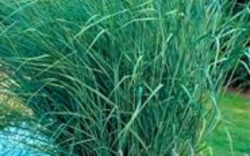 Panicum vir Cloud Nine_002
