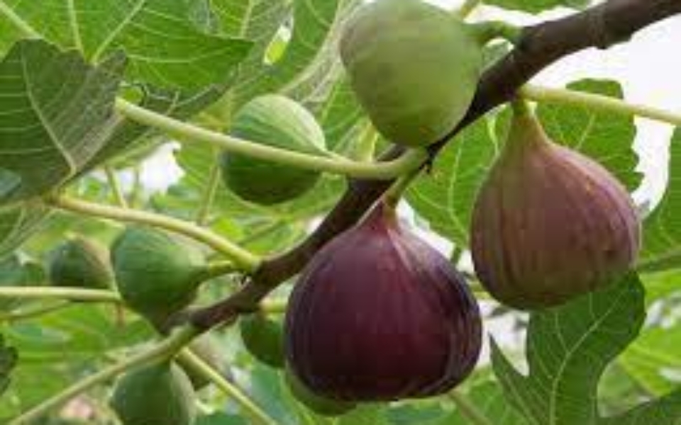 Ficus carica_001_Fruit
