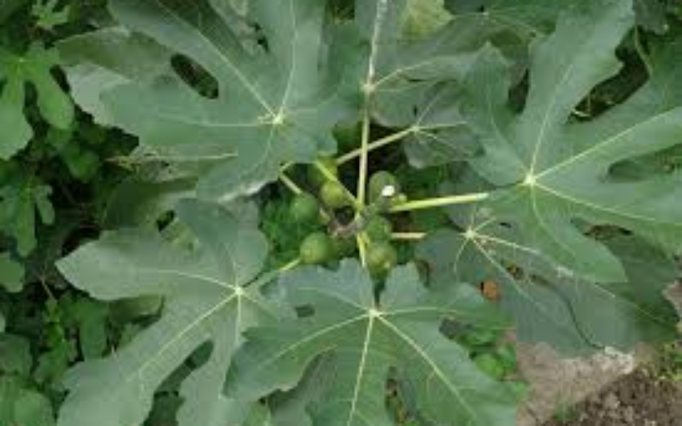 Ficus carica_002_Foliage
