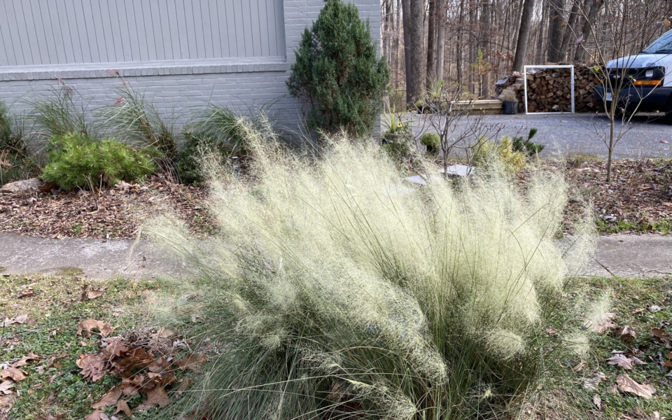 Muhlenbergia cap White Cloud_5130