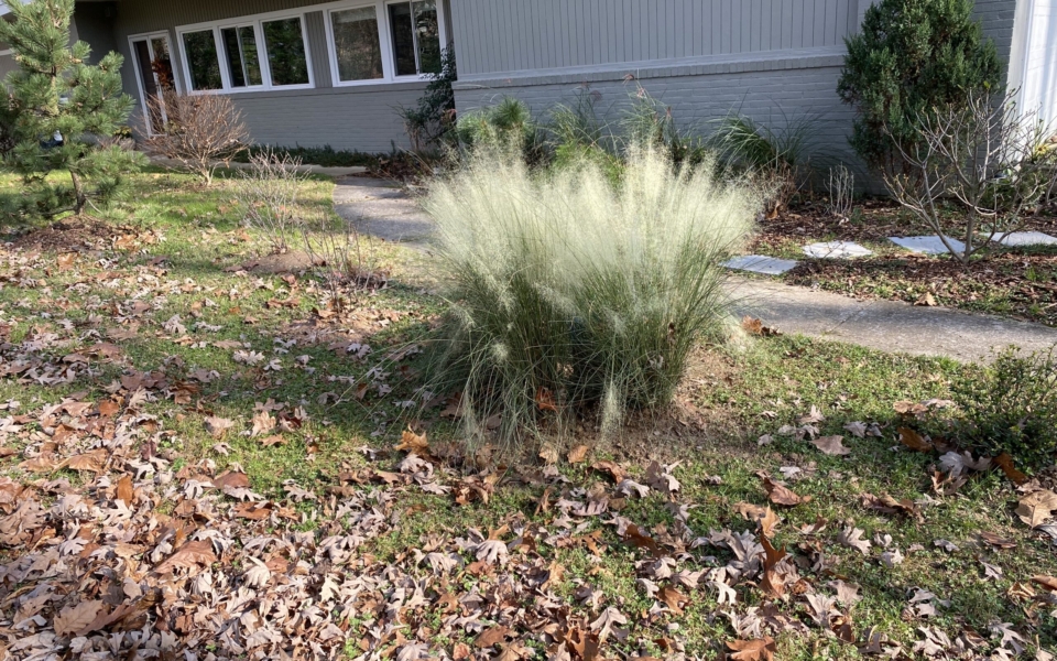 Muhlenbergia cap White Cloud_5131