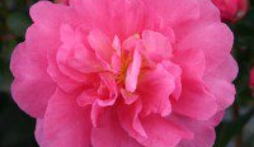Camellia sas. 'Autumn Spirit'