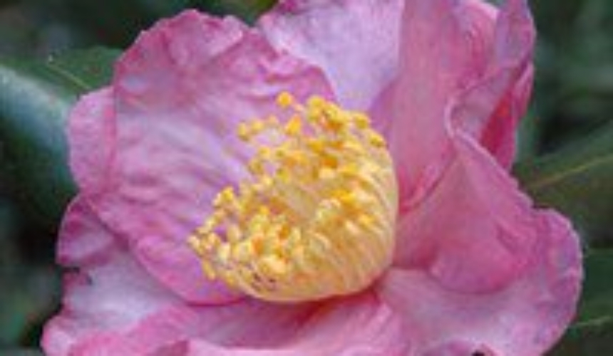 Camellia sas 'Cleopatra'