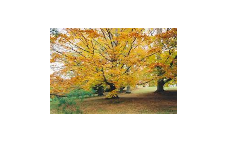 fall foliage mature