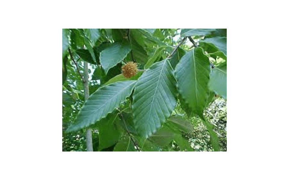 foliage with nut