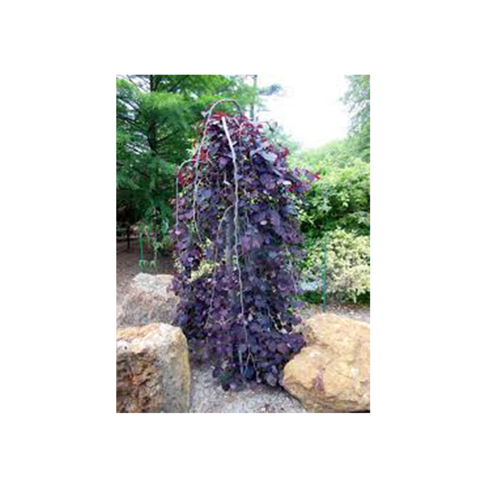 Ruby-Falls-1b